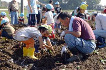 保育園児たちの芋掘り会の写真