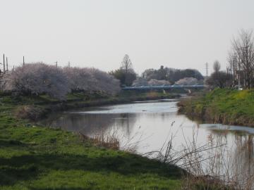 春先の古利根川の画像