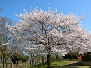 新しい村の桜1