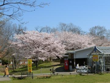 新しい村の桜2