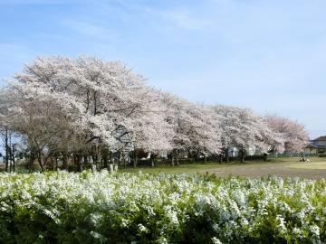 総合運動公園（ぐるる）の桜2