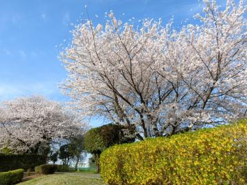 総合運動公園（ぐるる）の桜3
