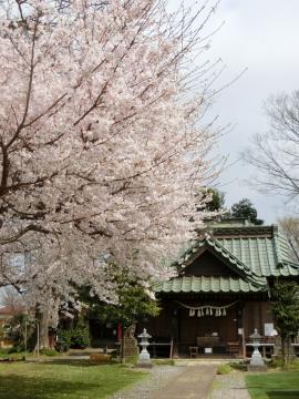 姫宮落川の桜1