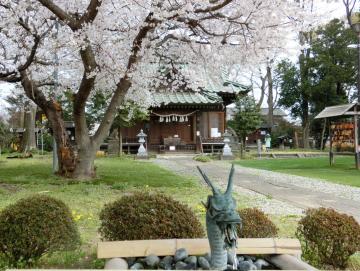 姫宮落川の桜3