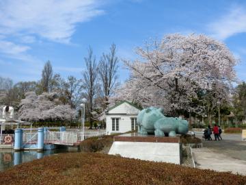 東武動物公園　白鳥の池の桜1