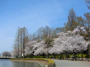 東武動物公園　白鳥の池の桜3