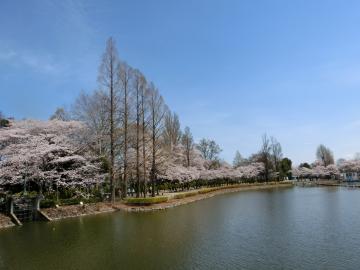 東武動物公園　白鳥の池の桜4