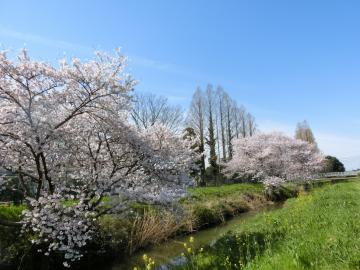 姫宮落川の桜5