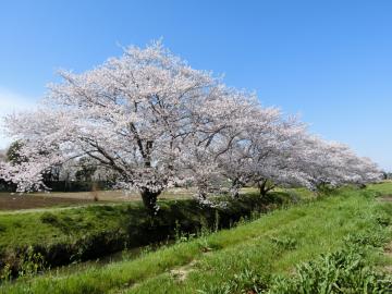 姫宮落川の桜6