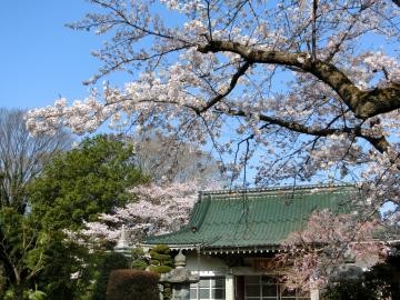 真蔵院の桜1
