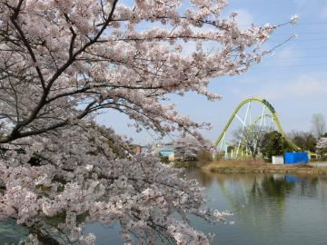 東武動物公園の桜2