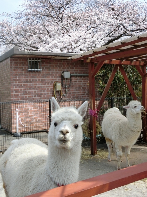 桜とアルパカのコナユキちゃん（東武動物公園）の写真