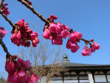 寒緋桜（青林寺）の写真