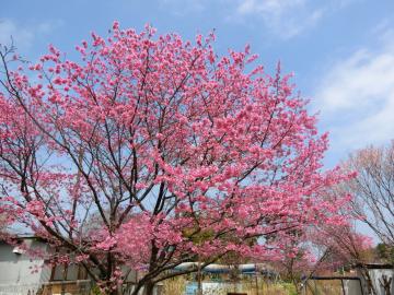 雅桜（東粂原）の写真