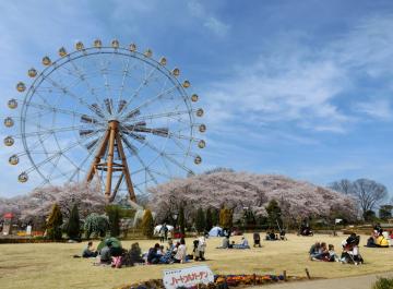 桜と観覧車とピクニック（東武動物公園）の写真