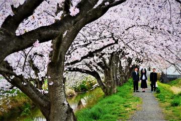 優秀賞「新一年生たちも桜と記念写真」の写真