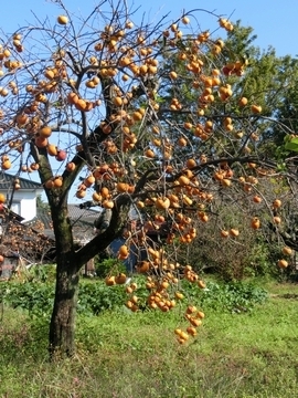 柿の木の写真2