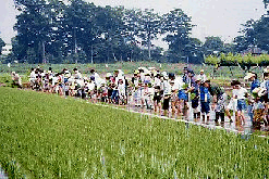 田植え体験の写真