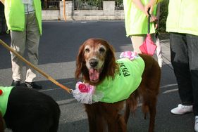 リンちゃんの写真