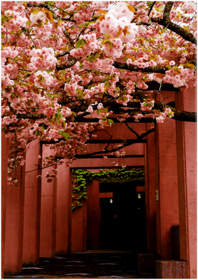 優秀賞　作品名　八重桜　古塩英之様