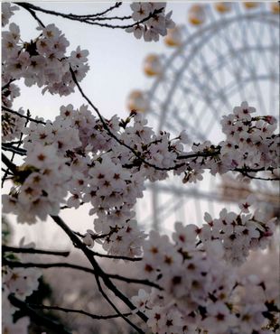 作品名「桜と観覧車」
