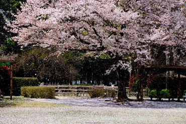 最優秀賞「花を惜しむ」の写真