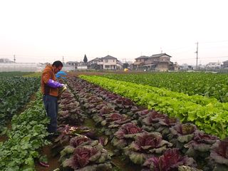 紫白菜の畑で作業する辻さん