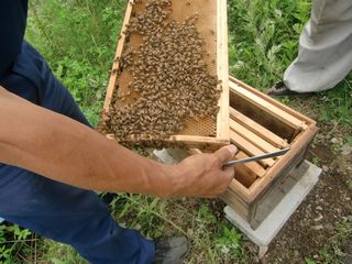 字中地区にある養蜂上での作業