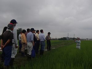 講師が田んぼで稲を採取し説明