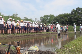 田植えをしている写真です