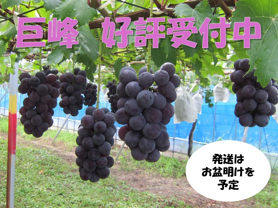 ふるさと納税の画像