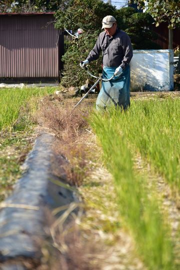 刈払い機で作業の様子