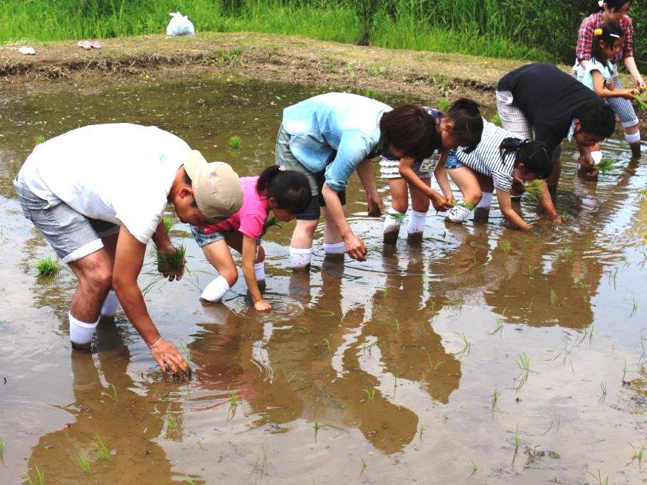 田植え体験