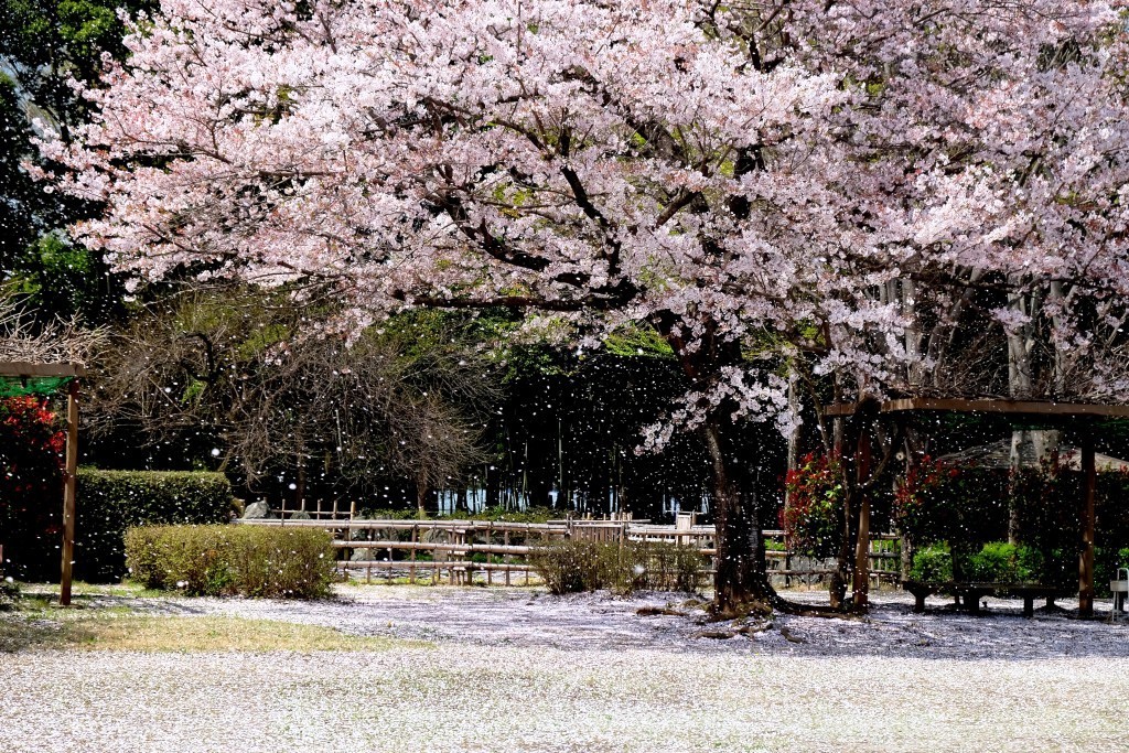 桜コンテスト作品