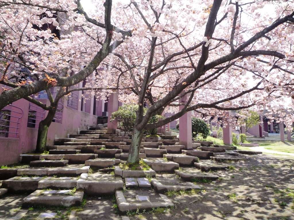 進修館と桜