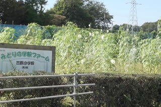 ケナフ