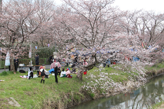 桜とコスプレイヤー