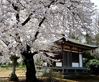 地蔵堂の桜