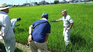 葉色