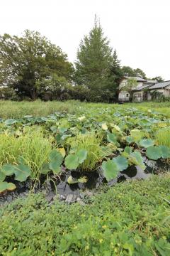 現在の身代池の写真