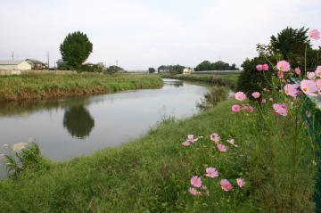 水辺ふれあいコース（古利根川沿い）の写真