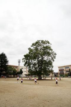 楓の木の写真