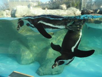 ペンギンの写真