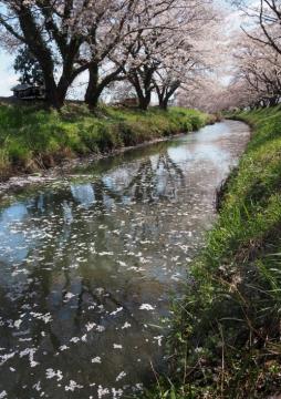 桜流し