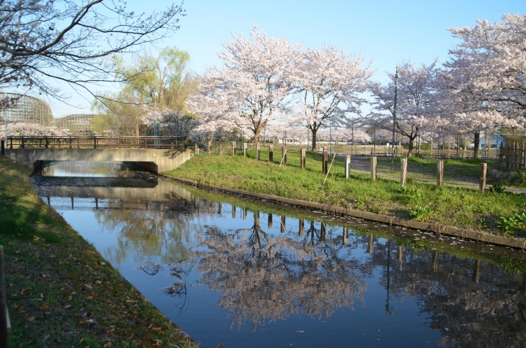 逆さ桜