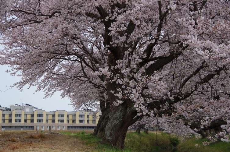 桜花　爛漫