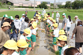 向かい合って植え始める様子