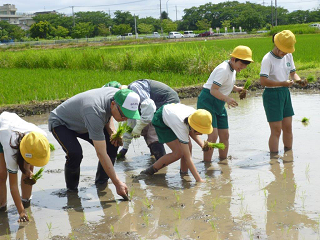 田植えをする新井町長