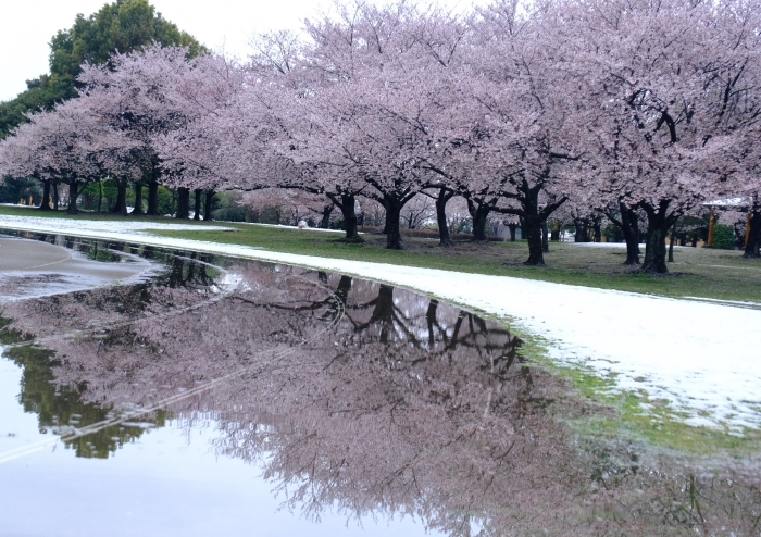 令和2年度最優秀作品　雪の珍景