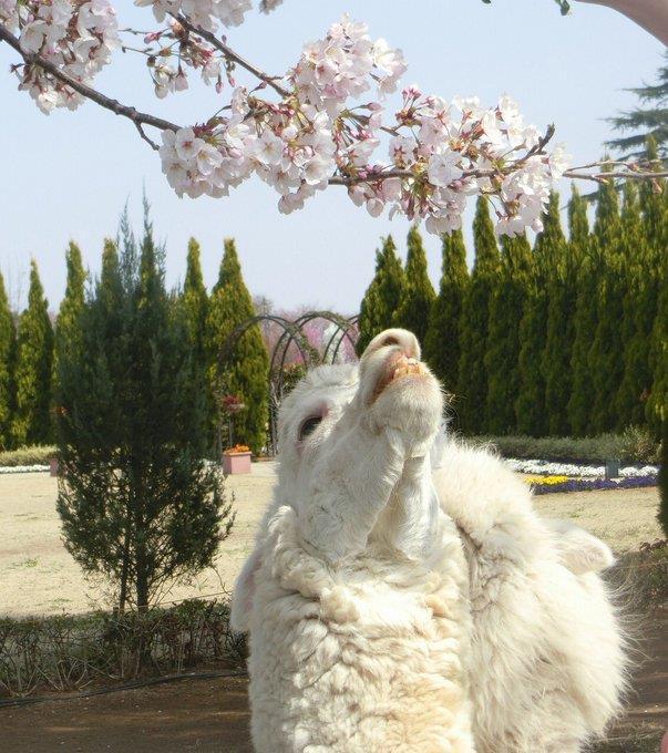 アルパカのハクト君の花見